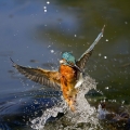 Vodomec_Kingfisher_41.jpg