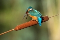Ime datoteke=Vodomec_Kingfisher_43~0.jpg
Velikost datoteke=209KB
Dimenzija=1000x667
Datum objave=06.06.2015 Vodomec_Kingfisher_43~0.jpg