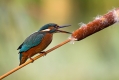 Ime datoteke=Vodomec_Kingfisher_44.jpg
Velikost datoteke=271KB
Dimenzija=1000x667
Datum objave=12.09.2015 Vodomec_Kingfisher_44.jpg