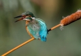 Ime datoteke=Vodomec_Kingfisher_45.jpg
Velikost datoteke=253KB
Dimenzija=1000x697
Datum objave=28.09.2015 Vodomec_Kingfisher_45.jpg