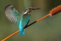 Ime datoteke=Vodomec_Kingfisher_46.jpg
Velikost datoteke=212KB
Dimenzija=1000x667
Datum objave=02.11.2015 Vodomec_Kingfisher_46.jpg