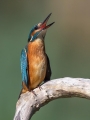 Vodomec_Kingfisher_61.jpg
