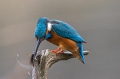 Vodomec_Kingfisher_66.jpg