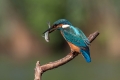 Ime datoteke=Vodomec_Kingfisher__Alcedo_atthis__Vodomci__Alcedinidae_59.jpg
Velikost datoteke=183KB
Dimenzija=900x600
Datum objave=18.03.2014 Vodomec_Kingfisher__Alcedo_atthis__Vodomci__Alcedinidae_59.jpg