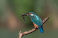 Ime datoteke=Vodomec_Kingfisher__Alcedo_atthis__Vodomci__Alcedinidae_60.jpg
Velikost datoteke=172KB
Dimenzija=900x600
Datum objave=29.06.2014 Vodomec_Kingfisher__Alcedo_atthis__Vodomci__Alcedinidae_60.jpg