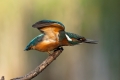 Ime datoteke=Vodomec_Kingfisher__Alcedo_atthis__Vodomci__Alcedinidae_61.jpg
Velikost datoteke=202KB
Dimenzija=900x600
Datum objave=25.07.2014 Vodomec_Kingfisher__Alcedo_atthis__Vodomci__Alcedinidae_61.jpg