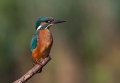 Ime datoteke=Vodomec_Kingfisher__Alcedo_atthis__Vodomci__Alcedinidae_62.jpg
Velikost datoteke=220KB
Dimenzija=900x627
Datum objave=26.10.2014 Vodomec_Kingfisher__Alcedo_atthis__Vodomci__Alcedinidae_62.jpg