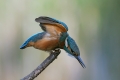 Ime datoteke=Vodomec_Kingfisher__Alcedo_atthis__Vodomci__Alcedinidae_63.jpg
Velikost datoteke=211KB
Dimenzija=856x571
Datum objave=09.12.2014 Vodomec_Kingfisher__Alcedo_atthis__Vodomci__Alcedinidae_63.jpg