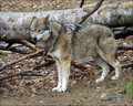 Ime datoteke=Volk_Wolf_08.jpg
Velikost datoteke=216KB
Dimenzija=802x644
Datum objave=04.09.2009 Volk_Wolf_08.jpg