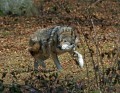 Ime datoteke=Volk_Wolf_13.jpg
Velikost datoteke=192KB
Dimenzija=800x621
Datum objave=28.08.2011 Volk_Wolf_13.jpg