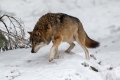 Ime datoteke=Volk_Wolf_15.jpg
Velikost datoteke=208KB
Dimenzija=900x600
Datum objave=12.11.2020 Volk_Wolf_15.jpg
