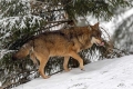 Ime datoteke=Volk_Wolf_16.jpg
Velikost datoteke=341KB
Dimenzija=900x600
Datum objave=12.11.2020 Volk_Wolf_16.jpg