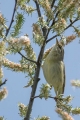 Ime datoteke=Vrbja_listnica_Chiffchaff_18.jpg
Velikost datoteke=312KB
Dimenzija=600x900
Datum objave=28.09.2015 Vrbja_listnica_Chiffchaff_18.jpg
