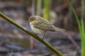 Ime datoteke=Vrbja_listnica_Chiffchaff_19.jpg
Velikost datoteke=240KB
Dimenzija=950x633
Datum objave=09.12.2014 Vrbja_listnica_Chiffchaff_19.jpg