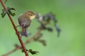 Ime datoteke=Vrbja_listnica_Chiffchaff_Philloscops_collybita_Penice_Sylviidae_20.jpg
Velikost datoteke=223KB
Dimenzija=950x633
Datum objave=12.09.2015 Vrbja_listnica_Chiffchaff_Philloscops_collybita_Penice_Sylviidae_20.jpg