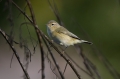 Ime datoteke=Vrbja_listnica_Chiffchaff_Philloscops_collybita_Penice_Sylviidae_22.jpg
Velikost datoteke=202KB
Dimenzija=950x633
Datum objave=29.11.2015 Vrbja_listnica_Chiffchaff_Philloscops_collybita_Penice_Sylviidae_22.jpg