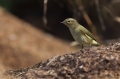 Ime datoteke=Vrbja_listnica_Chiffchaff_Philloscops_collybita_Penice_Sylviidae_30.jpg
Velikost datoteke=235KB
Dimenzija=950x633
Datum objave=05.02.2018 Vrbja_listnica_Chiffchaff_Philloscops_collybita_Penice_Sylviidae_30.jpg