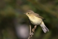 Ime datoteke=Vrbja_listnica_Chiffchaff_Philloscops_collybita_Penice_Sylviidae_36.jpg
Velikost datoteke=194KB
Dimenzija=900x600
Datum objave=05.02.2018 Vrbja_listnica_Chiffchaff_Philloscops_collybita_Penice_Sylviidae_36.jpg