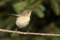 Ime datoteke=Vrbja_listnica_Chiffchaff_Philloscops_collybita_Penice_Sylviidae_38.jpg
Velikost datoteke=217KB
Dimenzija=900x600
Datum objave=10.04.2019 Vrbja_listnica_Chiffchaff_Philloscops_collybita_Penice_Sylviidae_38.jpg