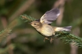 Ime datoteke=Vrbja_listnica_Chiffchaff_Philloscops_collybita_Penice_Sylviidae_39.jpg
Velikost datoteke=204KB
Dimenzija=950x633
Datum objave=11.10.2020 Vrbja_listnica_Chiffchaff_Philloscops_collybita_Penice_Sylviidae_39.jpg