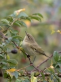 Ime datoteke=Vrbja_listnica_Chiffchaff_Philloscops_collybita_Penice_Sylviidae_40.jpg
Velikost datoteke=311KB
Dimenzija=675x900
Datum objave=11.10.2020 Vrbja_listnica_Chiffchaff_Philloscops_collybita_Penice_Sylviidae_40.jpg