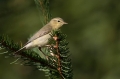 Ime datoteke=Vrbja_listnica_Chiffchaff_Philloscops_collybita_Penice_Sylviidae_43.jpg
Velikost datoteke=200KB
Dimenzija=950x633
Datum objave=11.10.2020 Vrbja_listnica_Chiffchaff_Philloscops_collybita_Penice_Sylviidae_43.jpg
