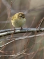 Ime datoteke=Vrbja_listnica_Chiffchaff_Philloscops_collybita_Penice_Sylviidae_44.jpg
Velikost datoteke=215KB
Dimenzija=675x900
Datum objave=04.03.2024 Vrbja_listnica_Chiffchaff_Philloscops_collybita_Penice_Sylviidae_44.jpg