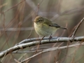 Ime datoteke=Vrbja_listnica_Chiffchaff_Philloscops_collybita_Penice_Sylviidae_45.jpg
Velikost datoteke=256KB
Dimenzija=950x713
Datum objave=04.03.2024 Vrbja_listnica_Chiffchaff_Philloscops_collybita_Penice_Sylviidae_45.jpg