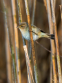 Ime datoteke=Vrbja_listnica_Chiffchaff_Philloscops_collybita_Penice_Sylviidae_46.jpg
Velikost datoteke=319KB
Dimenzija=675x900
Datum objave=11.09.2025 Vrbja_listnica_Chiffchaff_Philloscops_collybita_Penice_Sylviidae_46.jpg