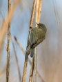 Ime datoteke=Vrbja_listnica_Chiffchaff_Philloscops_collybita_Penice_Sylviidae_47.jpg
Velikost datoteke=296KB
Dimenzija=675x900
Datum objave=11.09.2025 Vrbja_listnica_Chiffchaff_Philloscops_collybita_Penice_Sylviidae_47.jpg