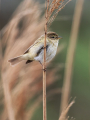 Ime datoteke=Vrbja_listnica_Chiffchaff_Philloscops_collybita_Penice_Sylviidae_48.jpg
Velikost datoteke=295KB
Dimenzija=675x900
Datum objave=11.09.2025 Vrbja_listnica_Chiffchaff_Philloscops_collybita_Penice_Sylviidae_48.jpg