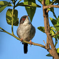 Ime datoteke=Zametna__penica_Sardinian_Warbler_Sylvia_melanocephala_Penice_Sylviidae_01.jpg
Velikost datoteke=124KB
Dimenzija=750x750
Datum objave=08.09.2010 Zametna__penica_Sardinian_Warbler_Sylvia_melanocephala_Penice_Sylviidae_01.jpg