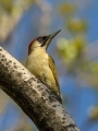 Ime datoteke=Zelena_zolna_Green_woodpecker_08.jpg
Velikost datoteke=203KB
Dimenzija=675x900
Datum objave=12.11.2020 Zelena_zolna_Green_woodpecker_08.jpg