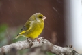 Zelenec_Greenfinch_Carduelis_chloris_Scinkavci_Scinkavci_Fringillidae_28.jpg