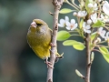 Zelenec_Greenfinch_Carduelis_chloris_Scinkavci_Scinkavci_Fringillidae_35.jpg