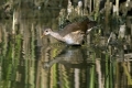 Ime datoteke=Zelenonoga_tukalica_Moorhen_15.jpg
Velikost datoteke=281KB
Dimenzija=900x600
Datum objave=07.12.2013 Zelenonoga_tukalica_Moorhen_15.jpg