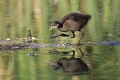 Ime datoteke=Zelenonoga_tukalica_Moorhen_16.jpg
Velikost datoteke=299KB
Dimenzija=900x600
Datum objave=18.09.2012 Zelenonoga_tukalica_Moorhen_16.jpg