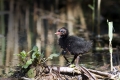 Ime datoteke=Zelenonoga_tukalica_Moorhen_18.jpg
Velikost datoteke=340KB
Dimenzija=900x600
Datum objave=23.03.2014 Zelenonoga_tukalica_Moorhen_18.jpg