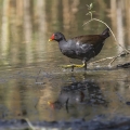 Ime datoteke=Zelenonoga_tukalica_Moorhen_19.jpg
Velikost datoteke=246KB
Dimenzija=750x750
Datum objave=08.12.2012 Zelenonoga_tukalica_Moorhen_19.jpg