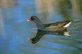 Ime datoteke=Zelenonoga_tukalica_Moorhen_22.jpg
Velikost datoteke=274KB
Dimenzija=950x633
Datum objave=27.06.2013 Zelenonoga_tukalica_Moorhen_22.jpg