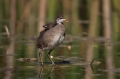 Ime datoteke=Zelenonoga_tukalica_Moorhen_33.jpg
Velikost datoteke=222KB
Dimenzija=950x633
Datum objave=18.03.2017 Zelenonoga_tukalica_Moorhen_33.jpg