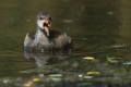 Ime datoteke=Zelenonoga_tukalica_Moorhen_34.jpg
Velikost datoteke=222KB
Dimenzija=900x600
Datum objave=13.06.2017 Zelenonoga_tukalica_Moorhen_34.jpg