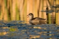 Ime datoteke=Zelenonoga_tukalica_Moorhen_36.jpg
Velikost datoteke=246KB
Dimenzija=900x600
Datum objave=21.02.2018 Zelenonoga_tukalica_Moorhen_36.jpg
