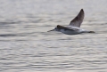 Ime datoteke=Zelenonogi_martinec_Greenshank_Tringa_nebularia_09.jpg
Velikost datoteke=321KB
Dimenzija=900x613
Datum objave=05.09.2016 Zelenonogi_martinec_Greenshank_Tringa_nebularia_09.jpg