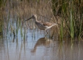 Ime datoteke=Zelenonogi_martinec_Greenshank_Tringa_nebularia_10.jpg
Velikost datoteke=325KB
Dimenzija=900x652
Datum objave=11.01.2016 Zelenonogi_martinec_Greenshank_Tringa_nebularia_10.jpg