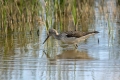 Ime datoteke=Zelenonogi_martinec_Greenshank_Tringa_nebularia_12.jpg
Velikost datoteke=308KB
Dimenzija=900x600
Datum objave=28.06.2016 Zelenonogi_martinec_Greenshank_Tringa_nebularia_12.jpg