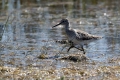 Ime datoteke=Zelenonogi_martinec_Greenshank_Tringa_nebularia_14.jpg
Velikost datoteke=342KB
Dimenzija=900x600
Datum objave=18.03.2017 Zelenonogi_martinec_Greenshank_Tringa_nebularia_14.jpg