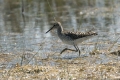 Ime datoteke=Zelenonogi_martinec_Greenshank_Tringa_nebularia_15.jpg
Velikost datoteke=327KB
Dimenzija=900x600
Datum objave=01.09.2017 Zelenonogi_martinec_Greenshank_Tringa_nebularia_15.jpg