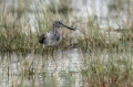 Ime datoteke=Zelenonogi_martinec_Greenshank_Tringa_nebularia_17.jpg
Velikost datoteke=331KB
Dimenzija=950x633
Datum objave=16.06.2019 Zelenonogi_martinec_Greenshank_Tringa_nebularia_17.jpg