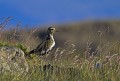 Ime datoteke=Zlata_prosenka_Golden_plover_Pluvialis_apricaria_Dezevniki_Charadriidae_02.jpg
Velikost datoteke=124KB
Dimenzija=800x544
Datum objave=05.12.2011 Zlata_prosenka_Golden_plover_Pluvialis_apricaria_Dezevniki_Charadriidae_02.jpg